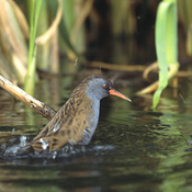 Water Rail